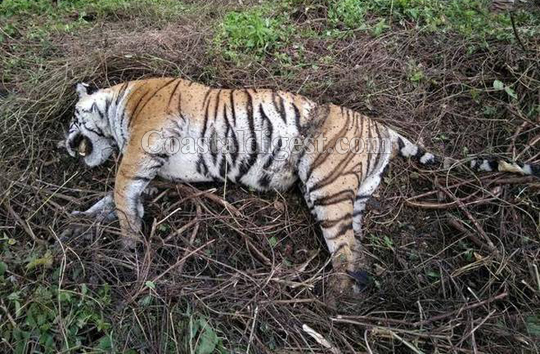 Snare Kills Another Big Cat; 10 Tiger Deaths Since Dec In Karnataka 