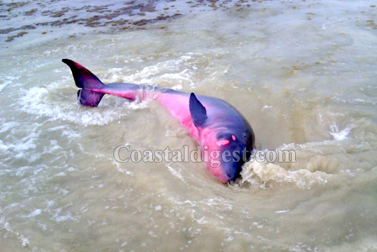 In Rare Incident, Youth Rescues Dolphin Washed Ashore Village In Bengal