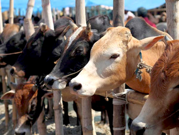 India on top in exporting beef   the hindu