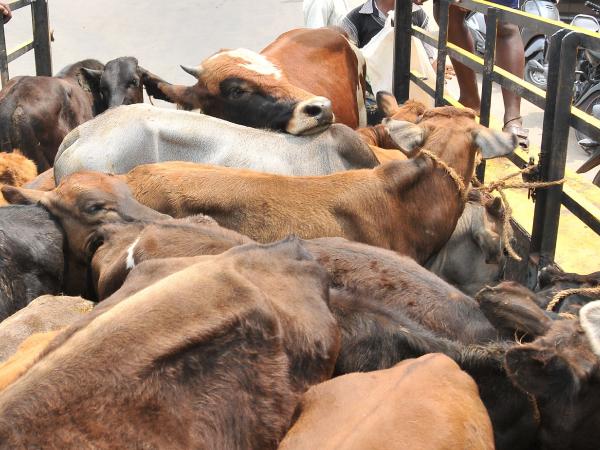 Two Muslim Men Beaten To Death In Jharkhand On Suspicion Of Cattle