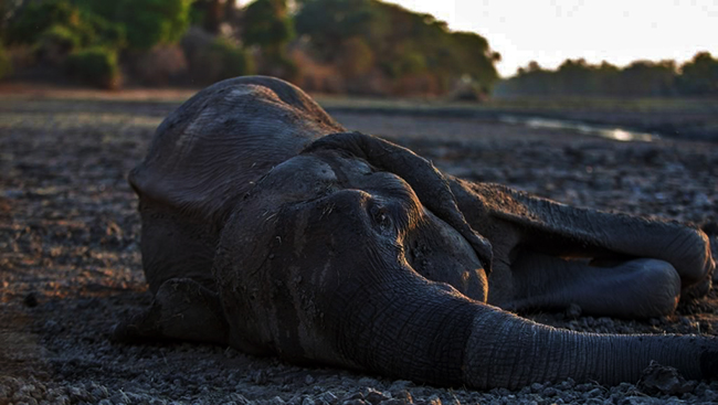 Elephants dying of hunger, thirst in drought-hit Zimbabwe