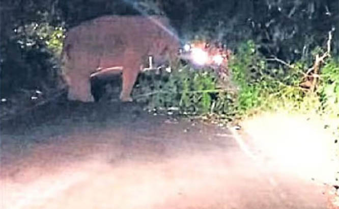 charmadi.jpg charmadi.jpg