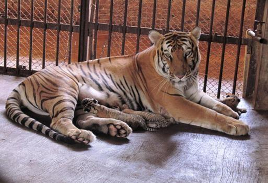 Bengal Tigress Nethravati' gives birth to four cubs at Pilikula ...