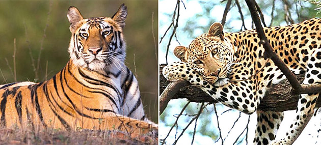 Man-wild conflict in Mysuru: Tiger kills 19-year-old boy; leopard kills ...